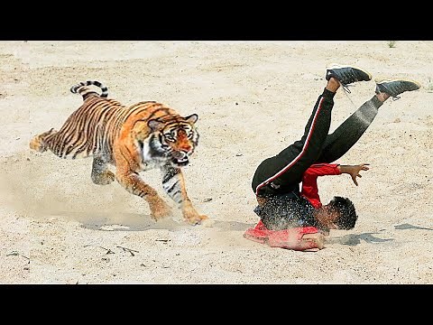 Tiger Attack Man in Jungle | Biggest Blockbuster Tiger Fight Scene