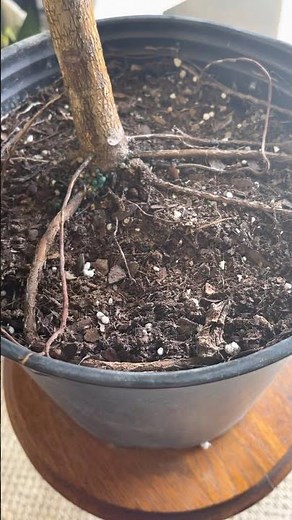 Ficus Altissima Care Guide