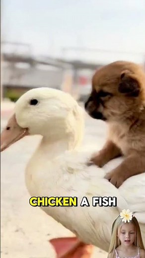 Doggy Compilation Part 2