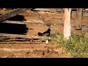 Typical Brazilian Hayseed Hen