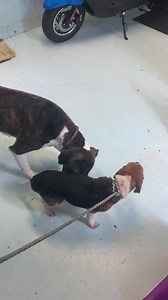 Can you say dog friendly? 🥰 This is Bonnie Blue, our girl tied next to the train track, and our little beagle who came in on an emergency call over the weekend. | Orangeburg County Animal Control and Shelter