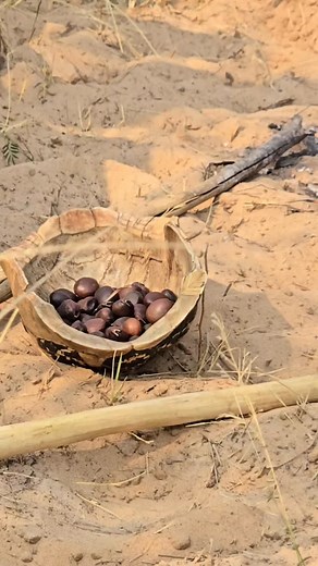 A walk with the San is a must at Grassland Safari Lodge in Ghanzi, Botswana. Here, the San people share their deep knowledge of the Kalahari environment, including how they cook the “cgűi” nut (Tylosema esculenta) in hot sand and ash — a traditional method that preserves its rich, nutty flavor. This nutritious nut grows on a hardy plant with creeping stems and an enormous tuber buried deep beneath the ground, which helps it survive the harsh, arid climate. res@grasslandsafarilodge.com #grassland