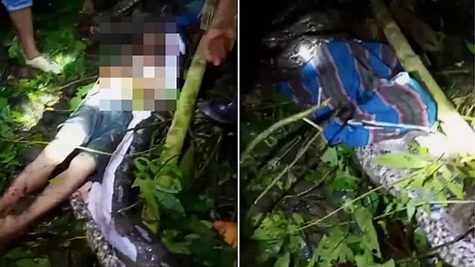 Horrifying moment man is cut from belly of 23ft python that crushed him to death and swallowed him whole in Indonesia