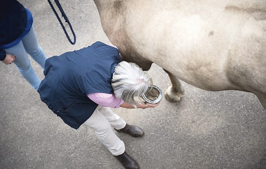 How blocking a horse’s nerve or joint can help locate a source of pain