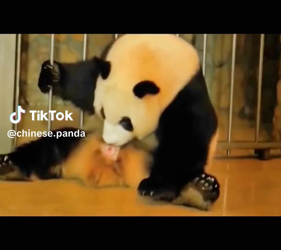 Magical Moment: Panda Giving Birth to Cub