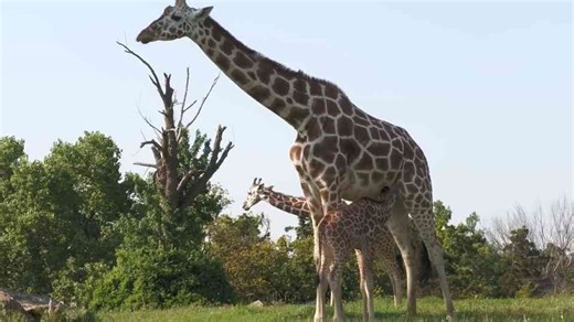 Giraffes vs lions - when a single kick turns a hunt deadly