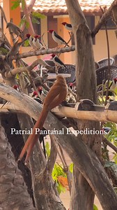 Alma de gato #patrial #pantanal #expeditions #birds #birdwatching #birdlife | Valter Patrial