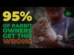 10 Important Do's and Don'ts for Rabbits