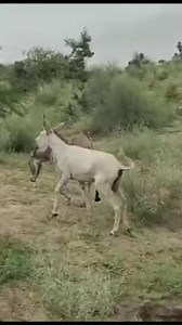 536K views · 1.7K reactions | DN #1 #donkeys #donkeykong #donkey #horse #beautiful #animallover #beach #travel #beachday #foryou #animals #bigdonkey #jungel #Donkey #Village #animal #animals #nature #pet #cute #wildlife #love #dog #pets #photography #cat #cats #naturephotography #instagram #photooftheday #dogs #animallovers #instagood #wildlifephotography #art #animalphotography | Allaboutanimals | Facebook