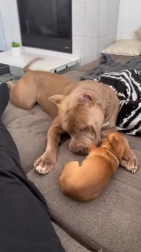 320K views · 22K reactions | 5 lbs (2.3 kg) Milton vs 100 lbs (45 kg) Kezler 壘 #dog #doglover #chihuahua #chihuahualove #pitbull #americanbully | miltonnkez | Facebook