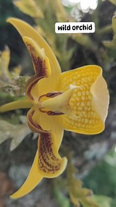 28 reactions | Wild orchid #orchids #flora #Philippines | Takurug Ki | Facebook