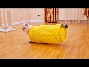 Pikachu and Chip decided to play in the evening 😊