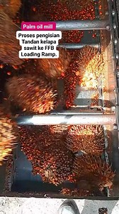 5.2K views · 33 reactions | FFb loading ramp berfungsi untuk memindahkan Tandan Buah Sawit (TBS) dari loading ramp ke stasiun Sterilizer. • • #Reels_Viral #Fyp_Tayangan #Fyp_Jangkauan #Monetisasi | Ruliadi Saragih | Facebook