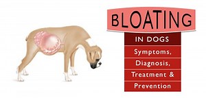 Bloat in Dogs (Gastric Torsion) Causes, Symptoms & Treatments
