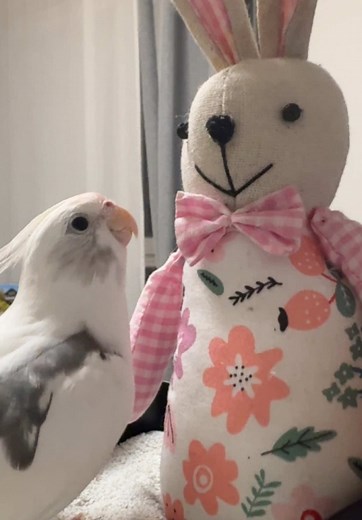 Edek, my Cockatiel Singing Easter Vibes