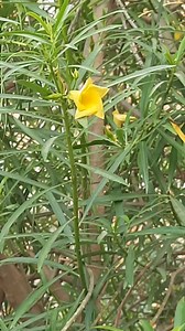 Cascabela thevetia flowers #flowers #nature #viral #trending #naturelover | Blooming Nature Tales