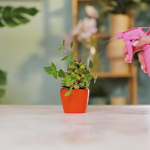 Plant Care with a Twist: Unconventional Growth Methods | Green Bean