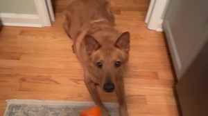 3.4K views · 300 reactions | Jax is my carrot top garbage disposal  凌 he is always close by and so excited when he sees me cutting them ￼ Is anyone else’s dog obsessed with carrots? ￼ | Emily Roehler | Facebook