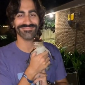 51K views · 630 reactions |  These walking Dinosaurs are definitely HARDCORE! | The Pet Collective | Facebook