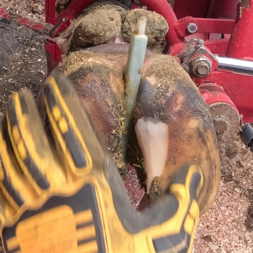 Keeping the Corium Underneath Healthy and Cows Happy 😊🐄 #healthyfood #cleanpotato #potato #hoof #nails #nailart | Midwestern Hoof Trimmer