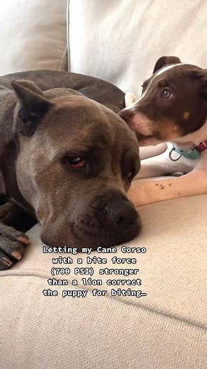 2.2K views · 23 reactions | I let my Cane Corso teach the little puppy to have bite inhibition. #canecorso #bigdog #puppy #biteinhibition #puppybiting #teethingpuppy #canecorsoitaliano | Bigdog LOVER | Facebook