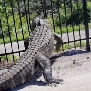 This giant gator destroying a metal fence might keep you from ever playing golf in Florida again