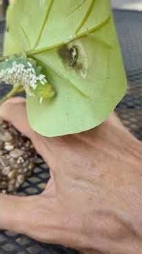 Caterpillar full of parasitic wasp larvae!!!#hornworm