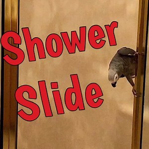 68 reactions · 9 comments | Einstein Parrot slides down shower like a fireman! Watch full video on YouTube. #firepole #einsteinparrot | Einstein the Talking Texan Parrot | Facebook