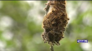 Bangor area dealing with browntail moth caterpillars