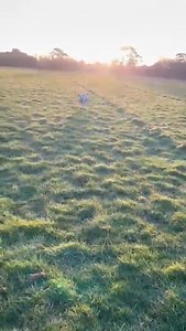 5.1K views · 63 reactions | Little Ruby came into our care two weeks ago with her mum Gigi❤️ Big thanks to Nicola for taking such great care of her. She’s fitting in so well with her two new siblings殺 | Dogs in Distress | Facebook