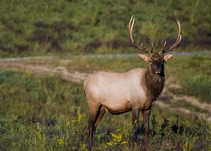 LIVE CAM: Watch Virginia elk roam their natural habitat in the heart of Appalachia