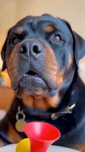 118K views · 3.6K reactions | Naughty Chihuahua Pranks Sleeping Rottweiler with a Loud Horn! Big Mistake!  | ViralTok25 | Facebook