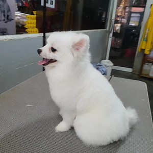 Pet Partner SHIRO in phnom penh cambodia on Reels