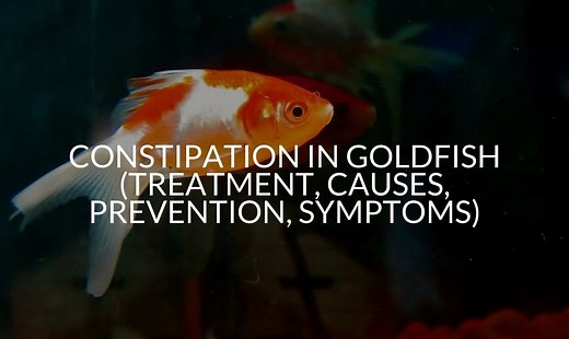 Constipation In Goldfish (Treatment, Causes, Prevention, Symptoms)
