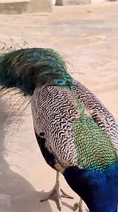 Thari peacock #crazy #peacock #peacockbass #eating | Talent Of Tharparkar