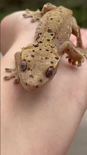 How to handling a crested gecko credit: @blueridgegeckos