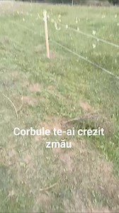 #electric #fence #nopass #buffalo #romanian | MyBuffalo