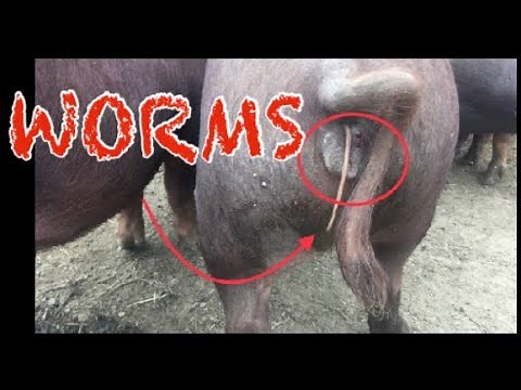 How to treat worms in your pig herd.