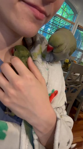 Giving his baby a kiss! 💋 #babyanimals #talkingparrot #cuteanimals #family #parrot #familytime #reelsviral #fbreels #usa #reelsfb #reelsvideo #fyp #trendingreels #reels #UnitedStates | PollyPageant