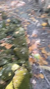 I was hiking this remote beach and look what I found in the jungle | Jeff Nicholas