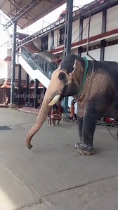 Elephants of Guruvayoor Guruvayur Elephants Sree Guruvayoorappan #guruvayoor #guruvayoortemple #ഗുരുവായൂർ #guruvayurtemple #guruvayur | Sree Guruvayoorappan