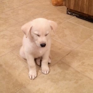 This video is for Lab lovers only. | Animal Tales