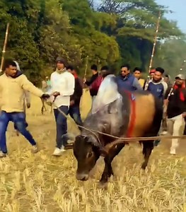 18K views · 762 reactions | Pathan | Sylhet Cattle Market | Facebook