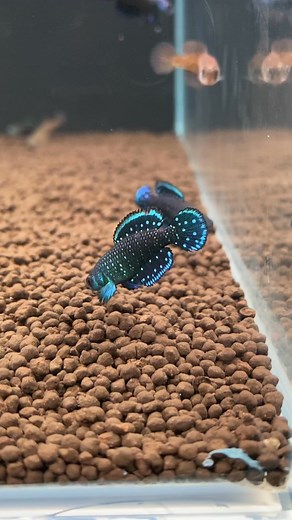 Black pearl killifish ផុតរដូវត្រីហេីយមិនសូវមានដូចមុនទេ | Eco Aquatic