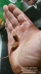 9.6K views · 187 reactions | bearded_dragonig He’s a lil bean梁 such cuteness with the wiggles   Source: skrapz756 on TikTok ( Dm for credit or removal / All rights® are reserved & belong to their respective owners ) | Bearded Dragon Life | Facebook