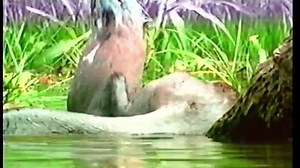 Baby Dolittle Neighborhood Animals Hebrew 2001 VHS