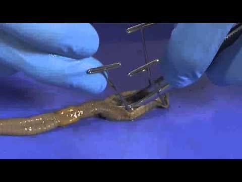 Earthworm Dissection