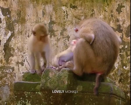 Oh no.. million pity baby monkey so hungry milk, Why mum warning so hard like this? #monkey #babymonkey #animal | Lovely Monkey | Facebook
