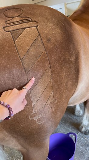 2.9K views · 61 reactions | This is how many lengths of coat it took to create the Barber Pole Clip design   #creativeclipping #creativegrooming #horsebarber #horseclipping #thehorsebarber #inspiration #education #horseclippingideas #horseclippingcourses #horse #pferde #equestrian | The Horse Barber - Melody Hames | Facebook
