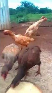 Galinhada Índia mistas